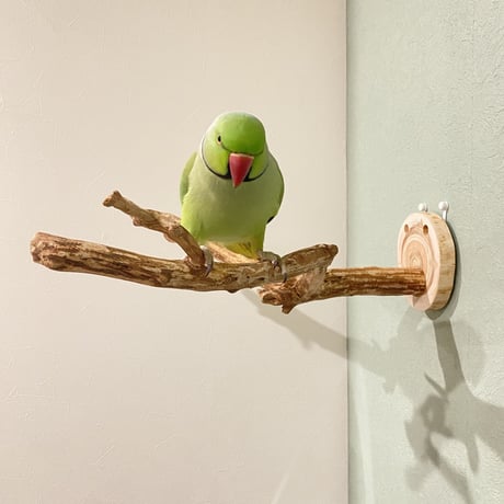 ピノキオの鼻 ⑥ 中型から大型用