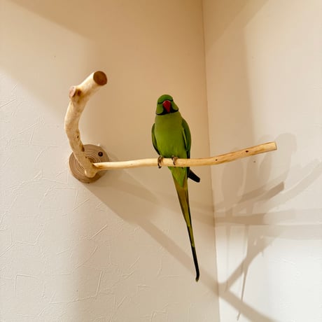 桧のピノキオの鼻 ①  【自然木 天然木 止まり木 インコ オウム】