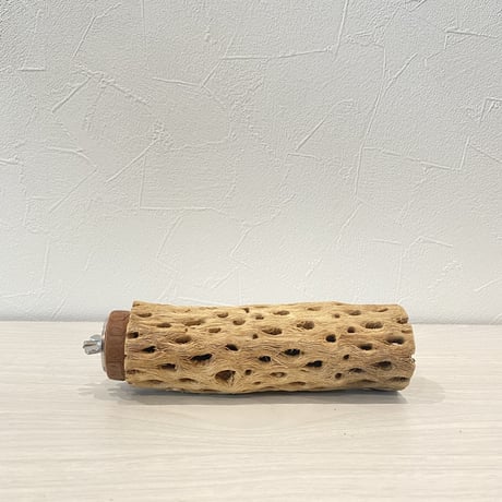 カクタスパーチ③ 中サイズ直径5.5cm/15cm
