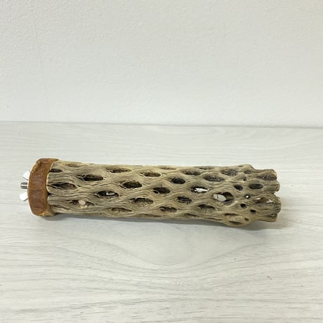 カクタスパーチ 極小サイズ③ 直径（約2-3cm）長さ/15cm
