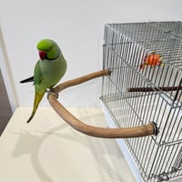 自然木（ツタ）のU字パーチ  【シロハラインコ オキナインコ 自然木 止まり木 バンブルフット予防】