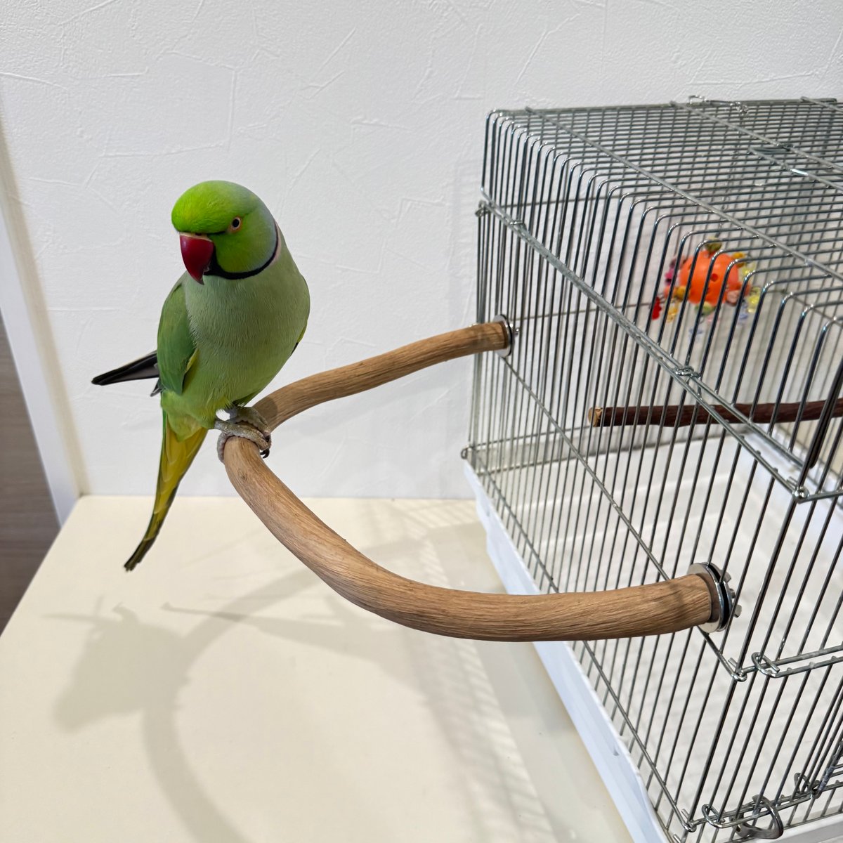 自然木（ツタ）のU字パーチ 【シロハラインコ オキナインコ 自然木