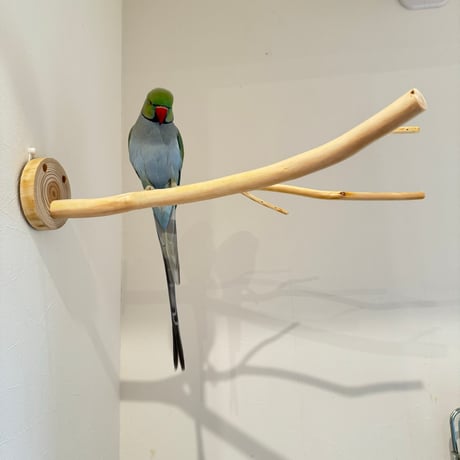 桧のピノキオの鼻 ⑨