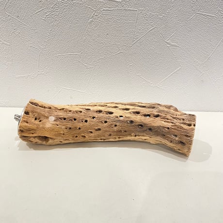 カクタスパーチ | STORES