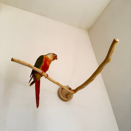桧のピノキオの鼻 ①