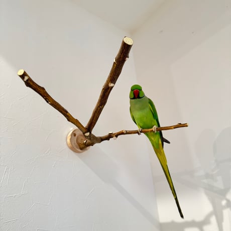 無農薬レモンの木 ピノキオの鼻 ①現品限り【インコ 自然木 止まり木 】