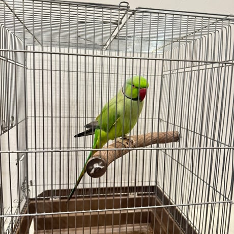 自然木（ツタ）のコーナーパーチ② 【シロハラインコ・ヨウム】とまり木 バンブルフット