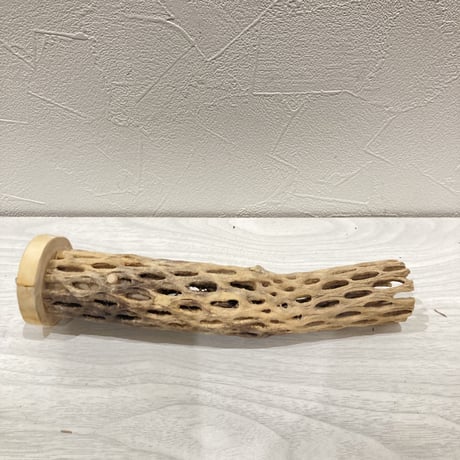 カクタスパーチ小④  直径約3~4cm 長さ20cm