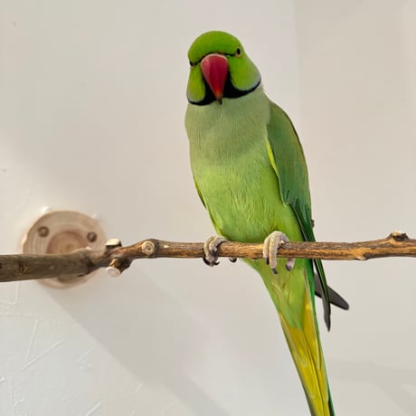 無農薬レモンの木 ピノキオの鼻 ①現品限り【インコ 自然木 止まり木 】