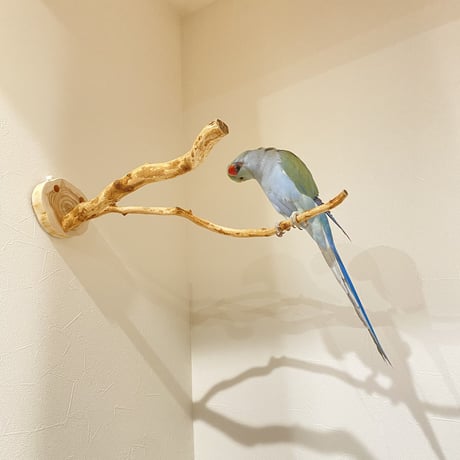 ピノキオの鼻 ⑧
