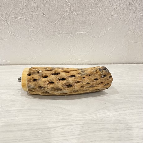 カクタスパーチ【3】中直径約5.5cm/15cm