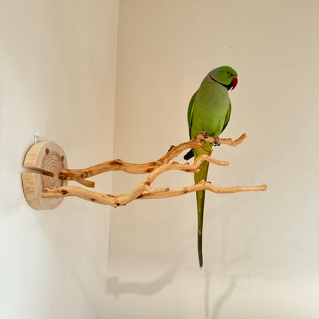ピノキオの鼻 ②お鼻2本
