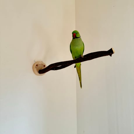 ツタのピノキオの鼻