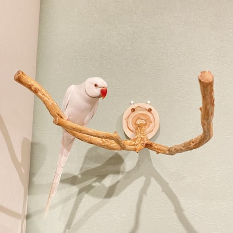 ピノキオの鼻 ①  中型から大型用