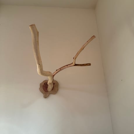貝塚伊吹のピノキオの鼻 ② 【自然木 止まり木 パーチ】