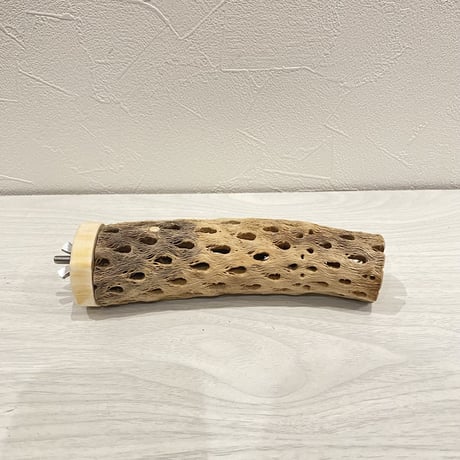 カクタスパーチ【9】小 直径約3-4cm/15cm