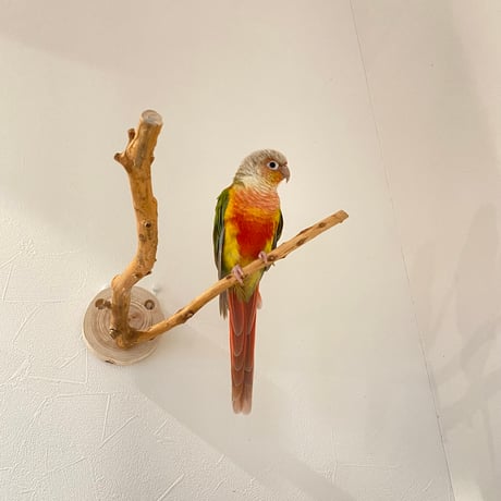 ピノキオの鼻 ③