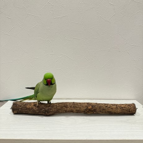 【Xmx Akane様専用】カクタスパーチ中 ケージサイズ44cm