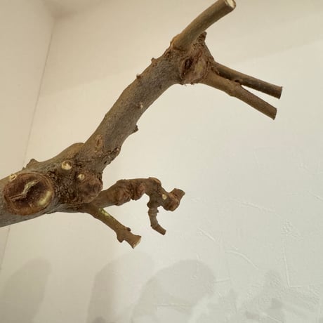 トウカエデのピノキオの鼻【C】