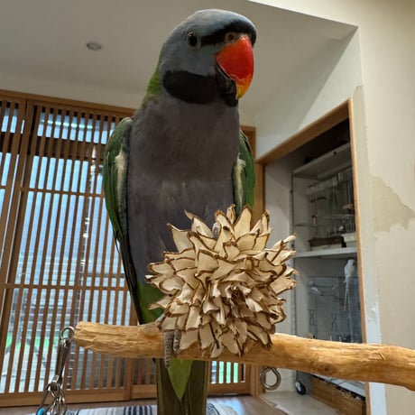 天然素材のおもちゃ 齧れるお花 ダリア（Lサイズ） 3個セット【インコのおもちゃ】