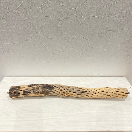 ケージサイズカクタスパーチ 小サイズ直径3-4cm HOEI465サイズ