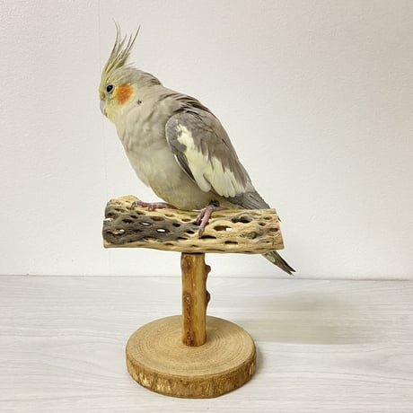カクタスのスタンドパーチ③　パーチ長さ11.5cm／高さ14cm