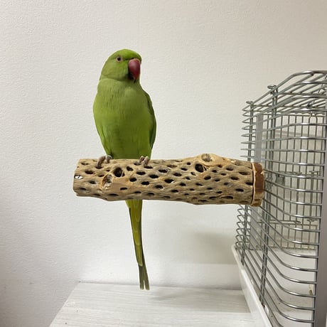 カクタスパーチ　直径4.5cm／長さ20
