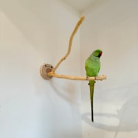 桧のピノキオの鼻 ②