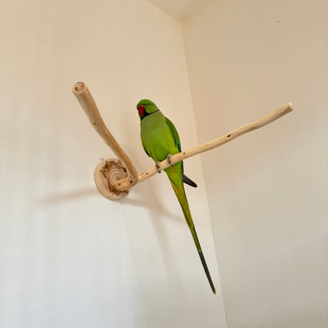 桧のピノキオの鼻⑤