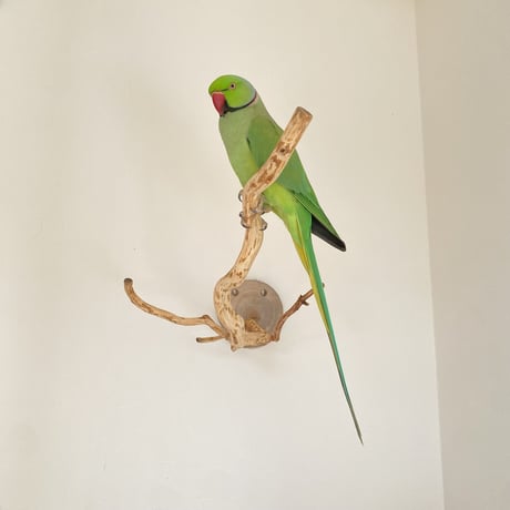 ピノキオの鼻 ⑤