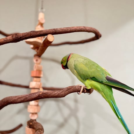 コトリのなる木カスタム　つり下げゆらゆらバードアスレチック【インコ・オウムのおもちゃ・自然木の止まり木】