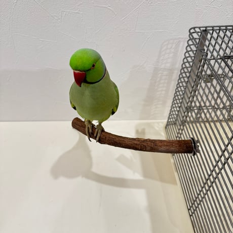 自然木（ツタ）パーチ⑧直径約1.8~2.0cm/長さ20cm【インコ 天然木の止まり木】