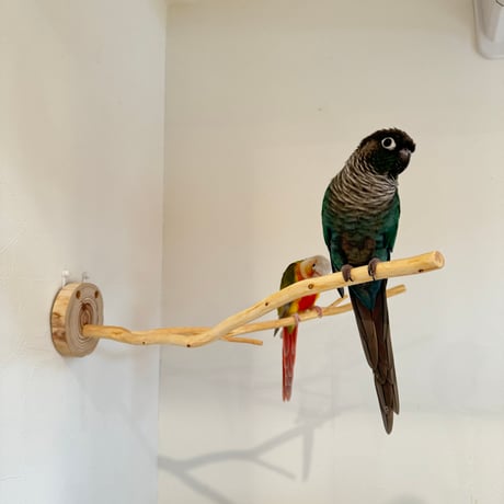 桧のピノキオの鼻①