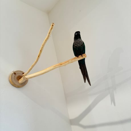 桧のピノキオの鼻 ⑪