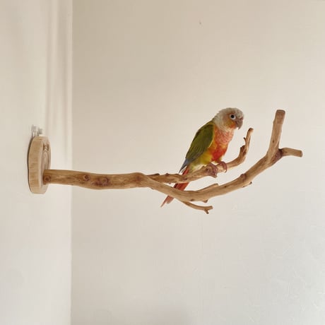 ピノキオの鼻 ③