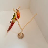 桧のピノキオの鼻 ⑤