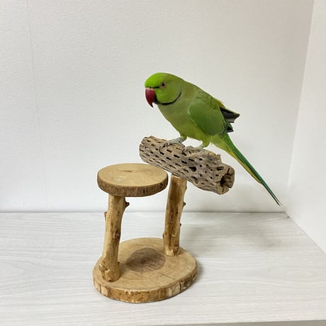 【K様専用】ピノキオの鼻 カクタススタンドパーチ