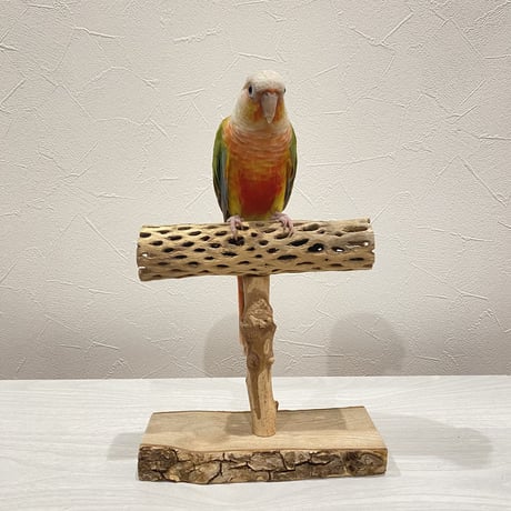 カクタスのスタンドパーチ②　パーチ長さ17.5cm／高さ14.5cm