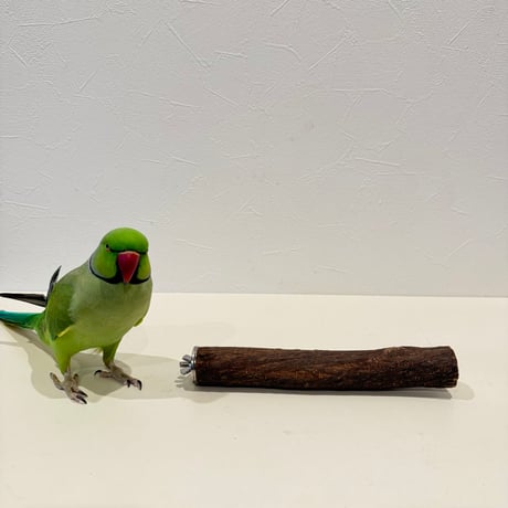 自然木（ツタ）パーチ 直径約2.8cm/長さ20cm
