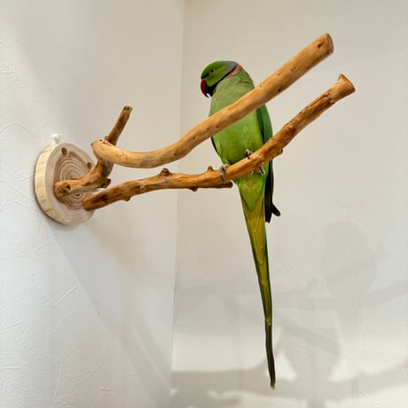 ピノキオの鼻 ⑥お鼻2本