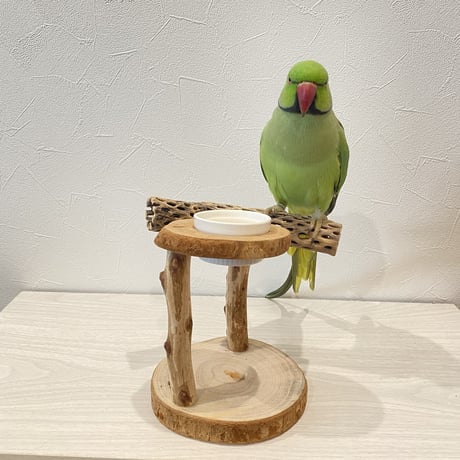 カクタススタンドパーチ 小型から中型さん用