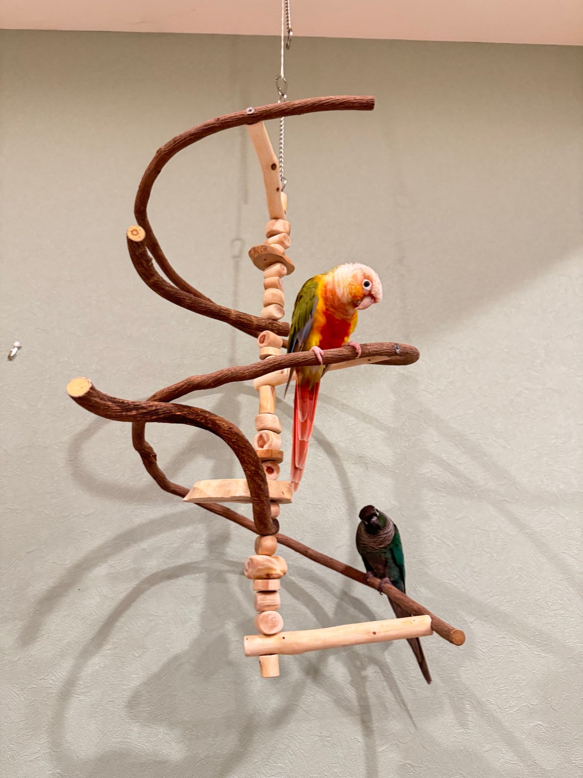コトリのなる木カスタム つり下げゆらゆらバードアスレチック 【インコ