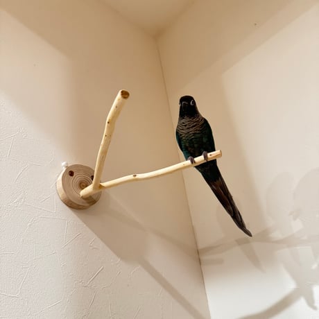 桧のピノキオの鼻⑥
