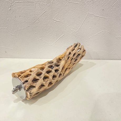 カクタスパーチ③ 直径約4.5~5cm/長さ18cm
