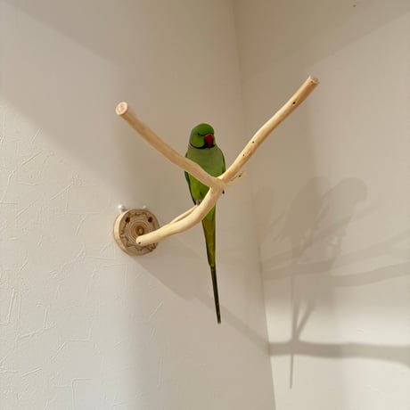 桧のピノキオの鼻 ②