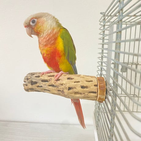 カクタスパーチ小サイズ直径（約3-4cm）／12cm ⑩