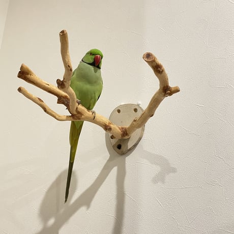 ピノキオの鼻③ 貝塚伊吹