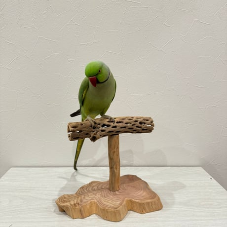 カクタスのスタンドパーチ　パーチ長さ19cm／高さ17cm