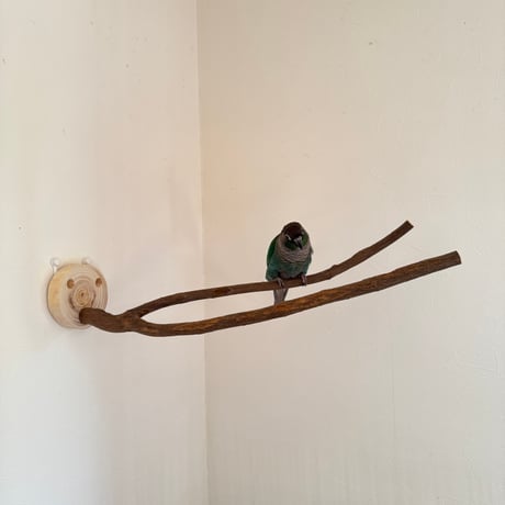 ツタのピノキオの鼻 【インコの止まり木 おもちゃ 自然木 天然木】