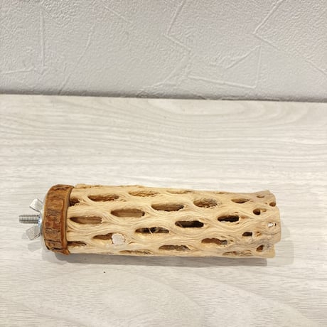 カクタスパーチ④  極小 直径3cm前後 長さ10cm